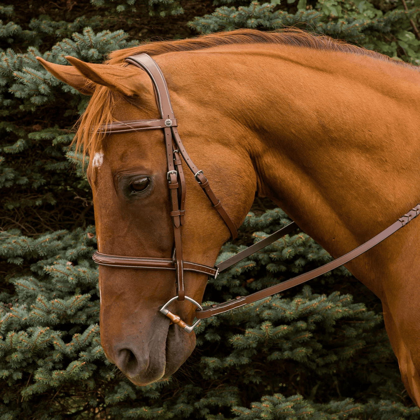 Horse in bridle