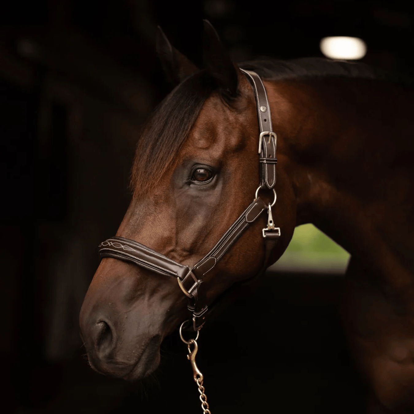 Horse in halter