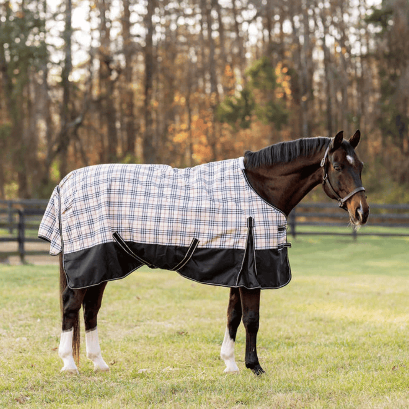 Horse in blanket 