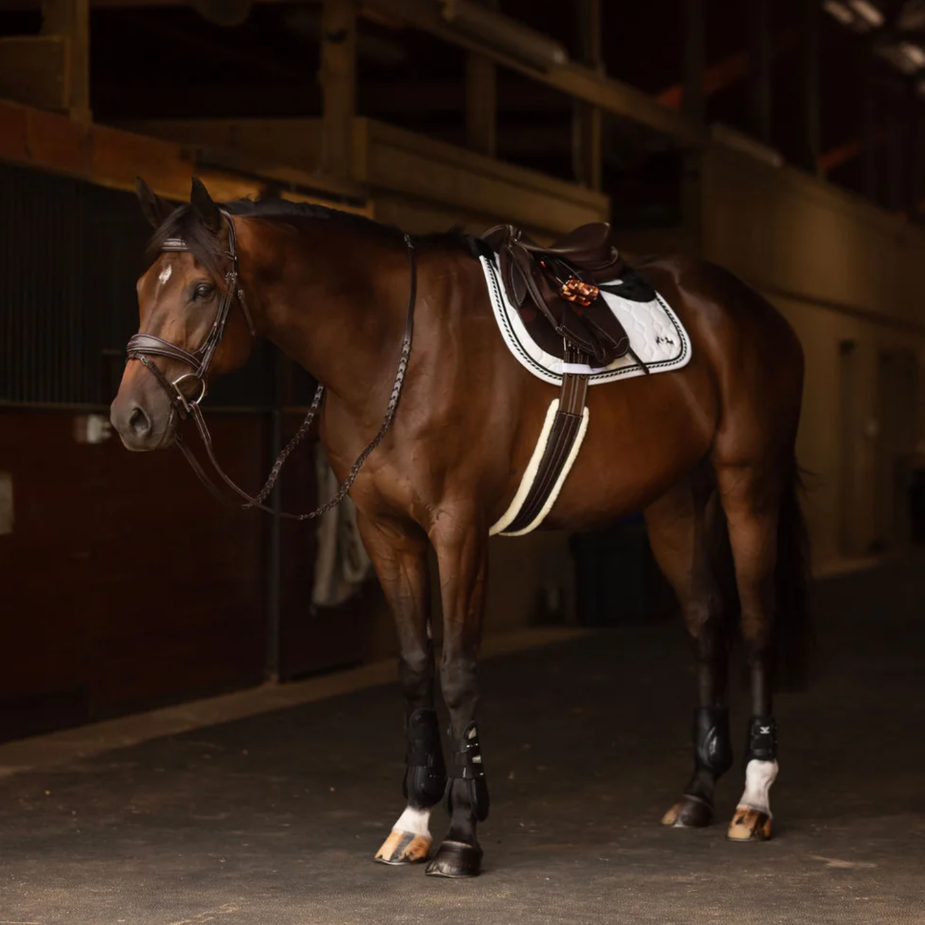 Horse in full tack in barn