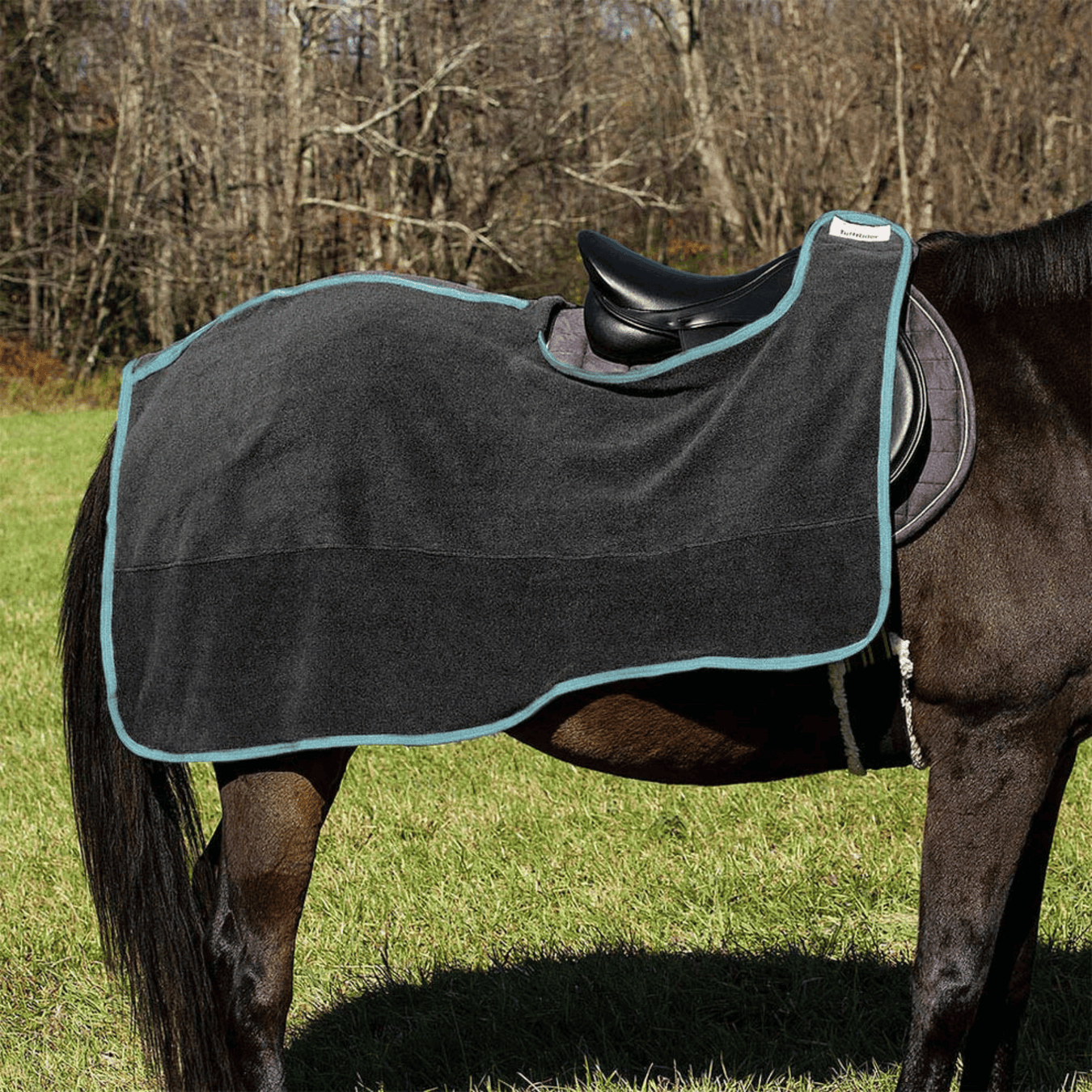 Quarter sheet on horse