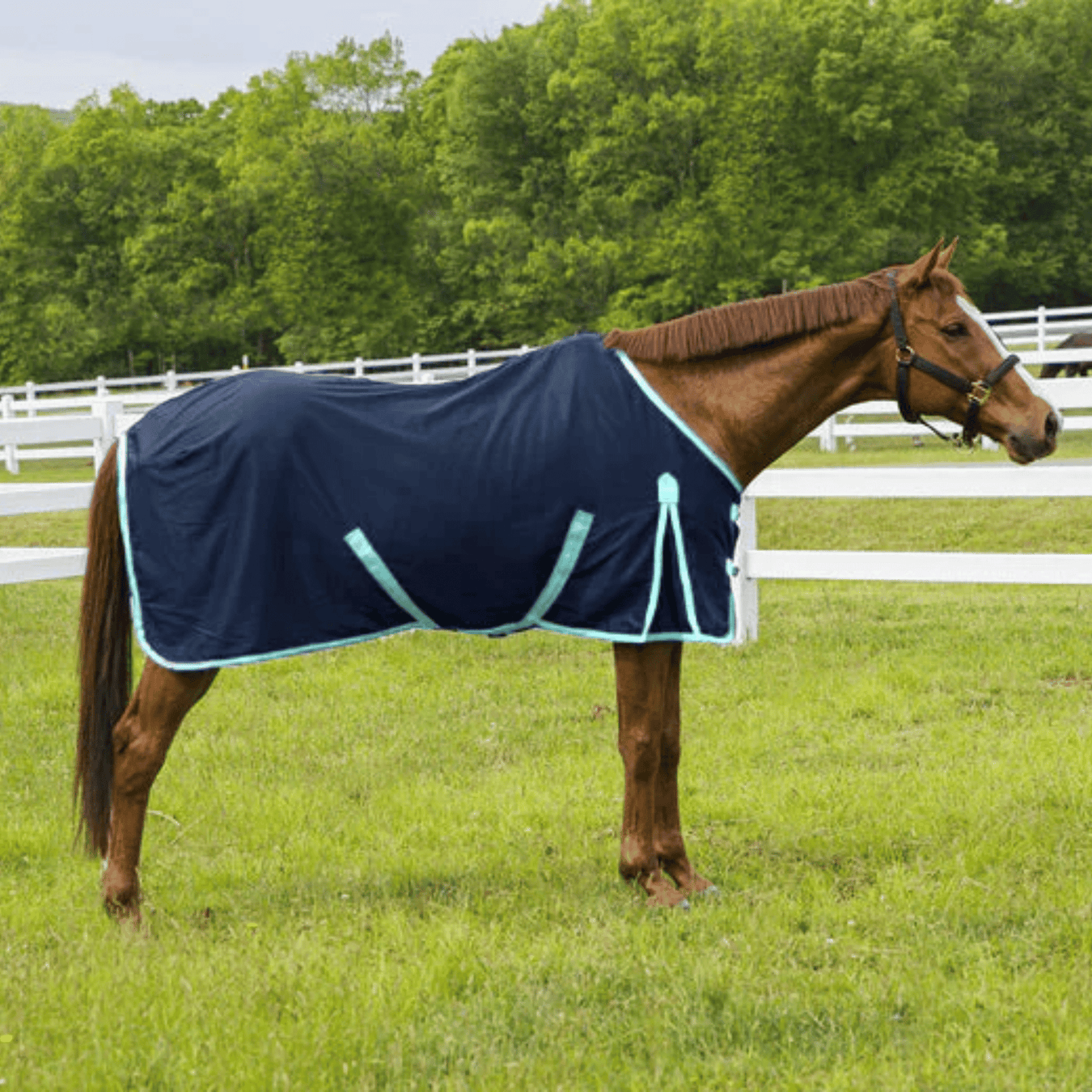 Stable shhet
