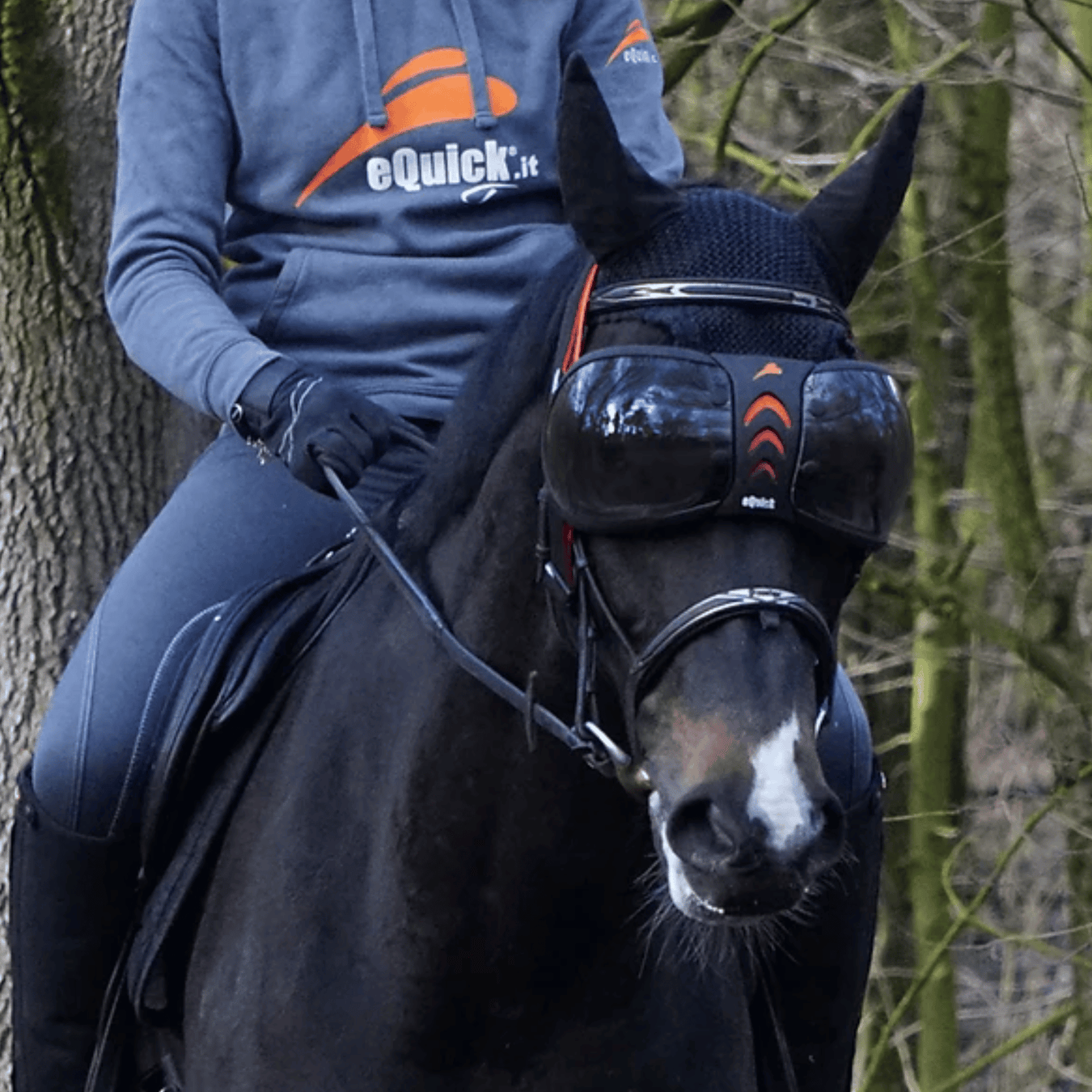 Horse in sun glasses