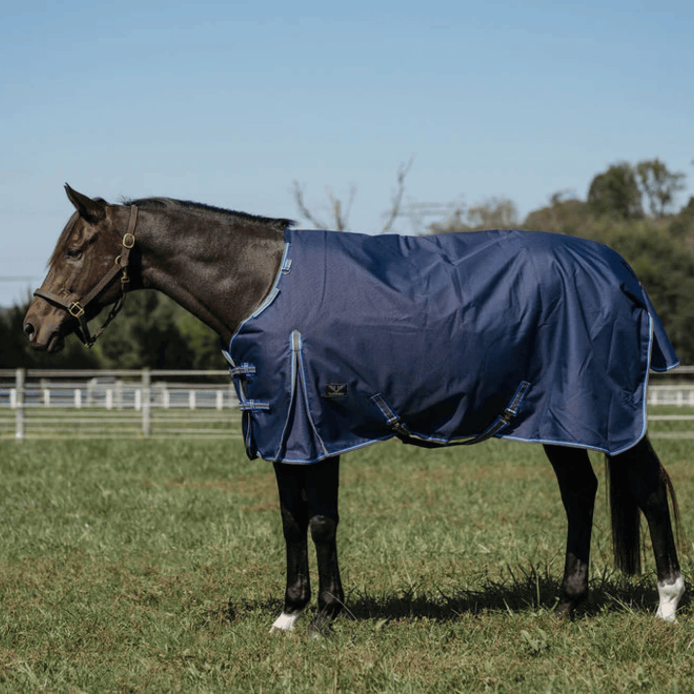Horse in blanket