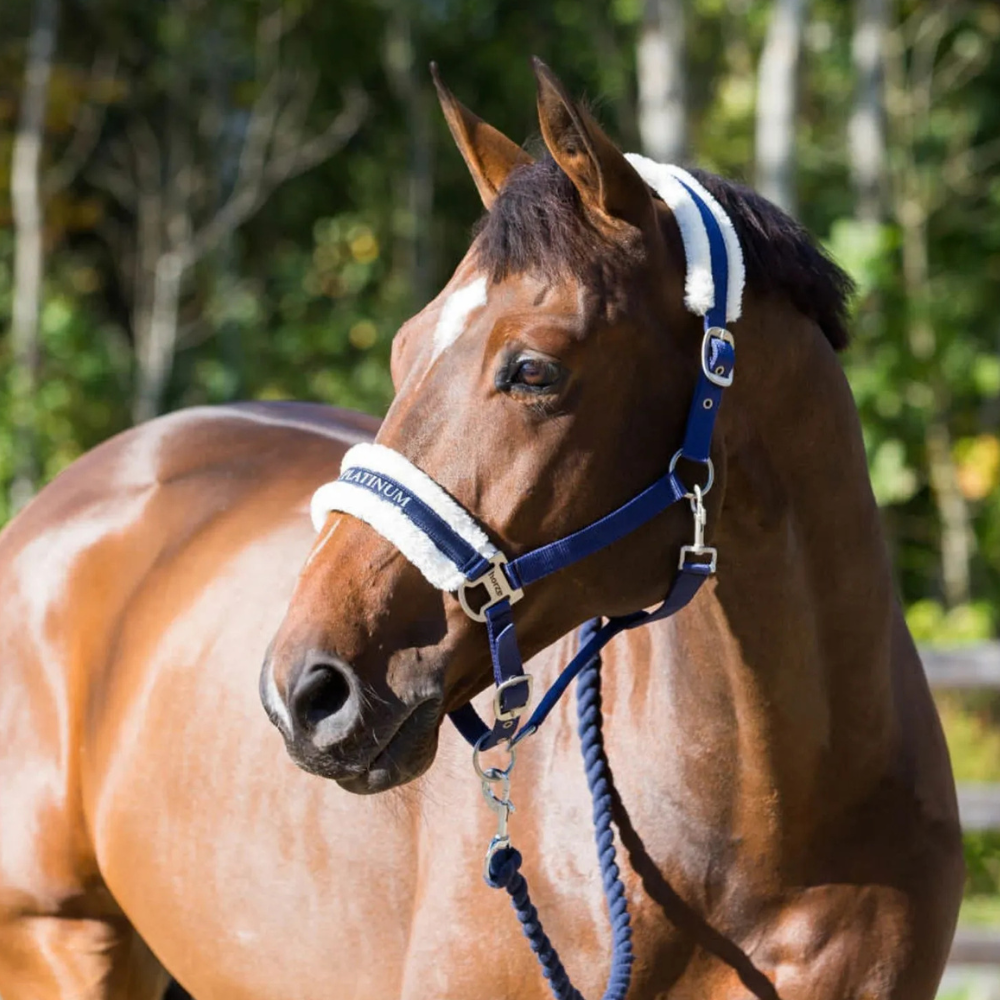 Brown horse wearing a blue bridle with a blurred green background