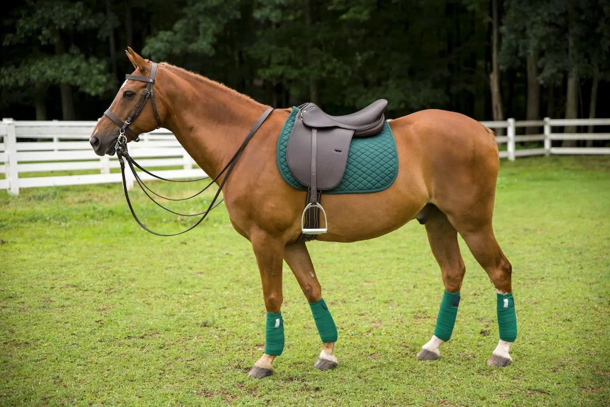 Horse with a saddle and green leg wraps standing on grass with a white fence and trees in the background