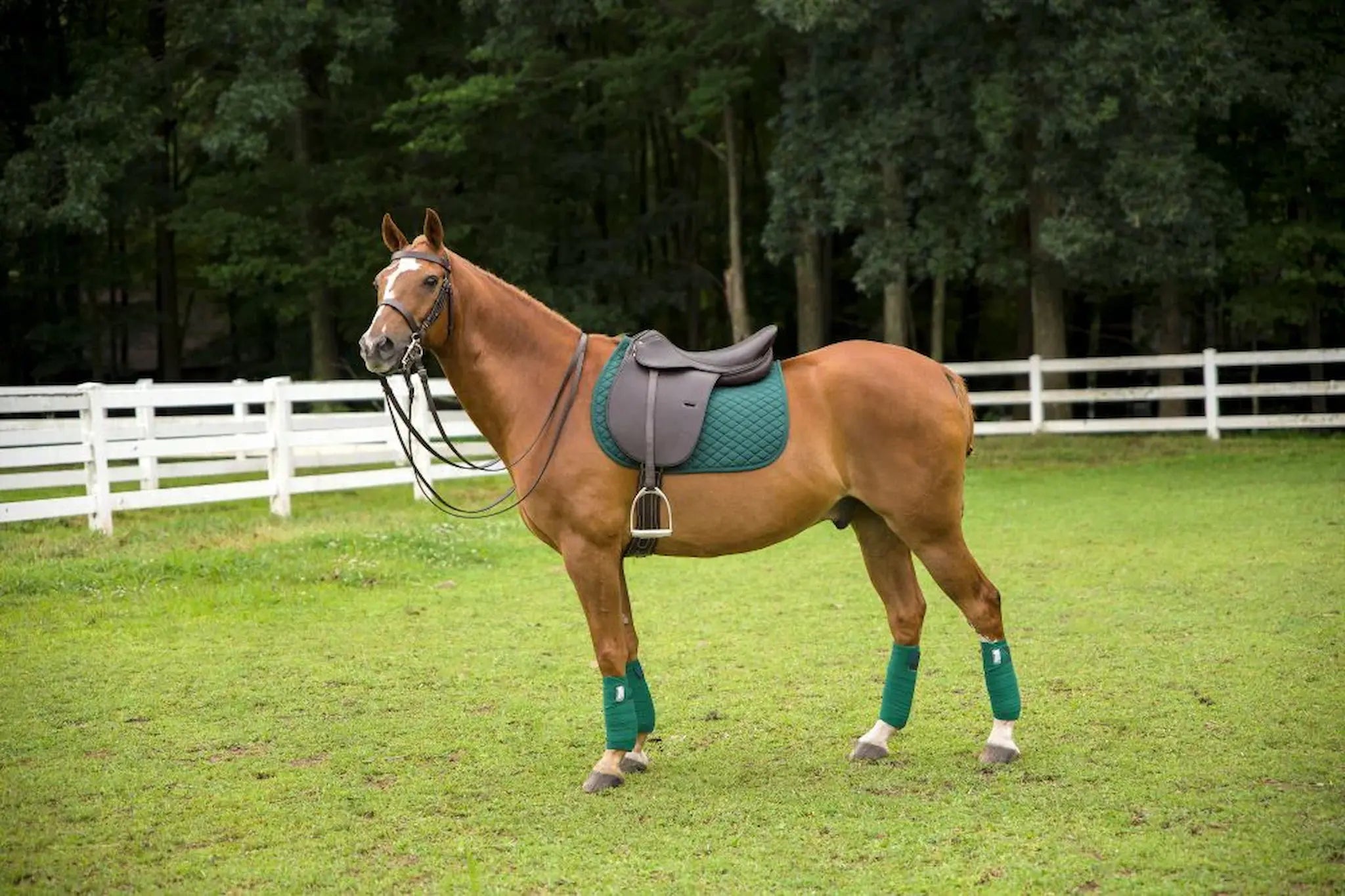 Horse with a saddle and green leg wraps standing in a grassy field with trees in the background