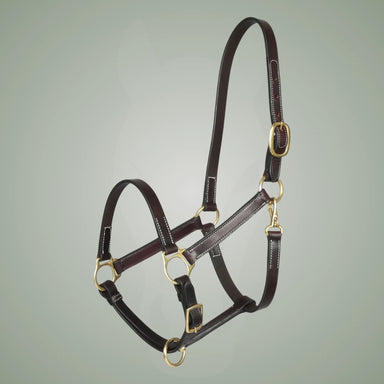 Brown leather horse halter with gold hardware on a gray background