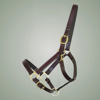 Brown leather horse halter with gold hardware on a gray background