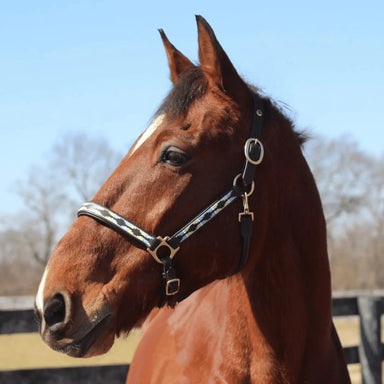 Brown horse with a halter against a clear blue sky