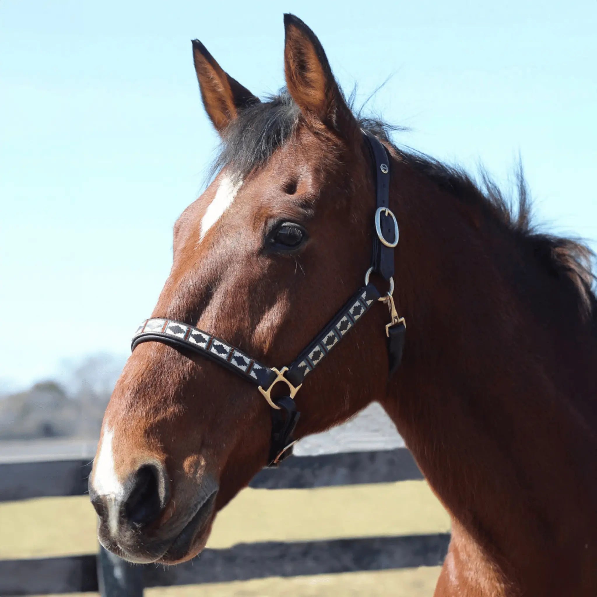 Brown horse with a halter standing outdoors on a clear day