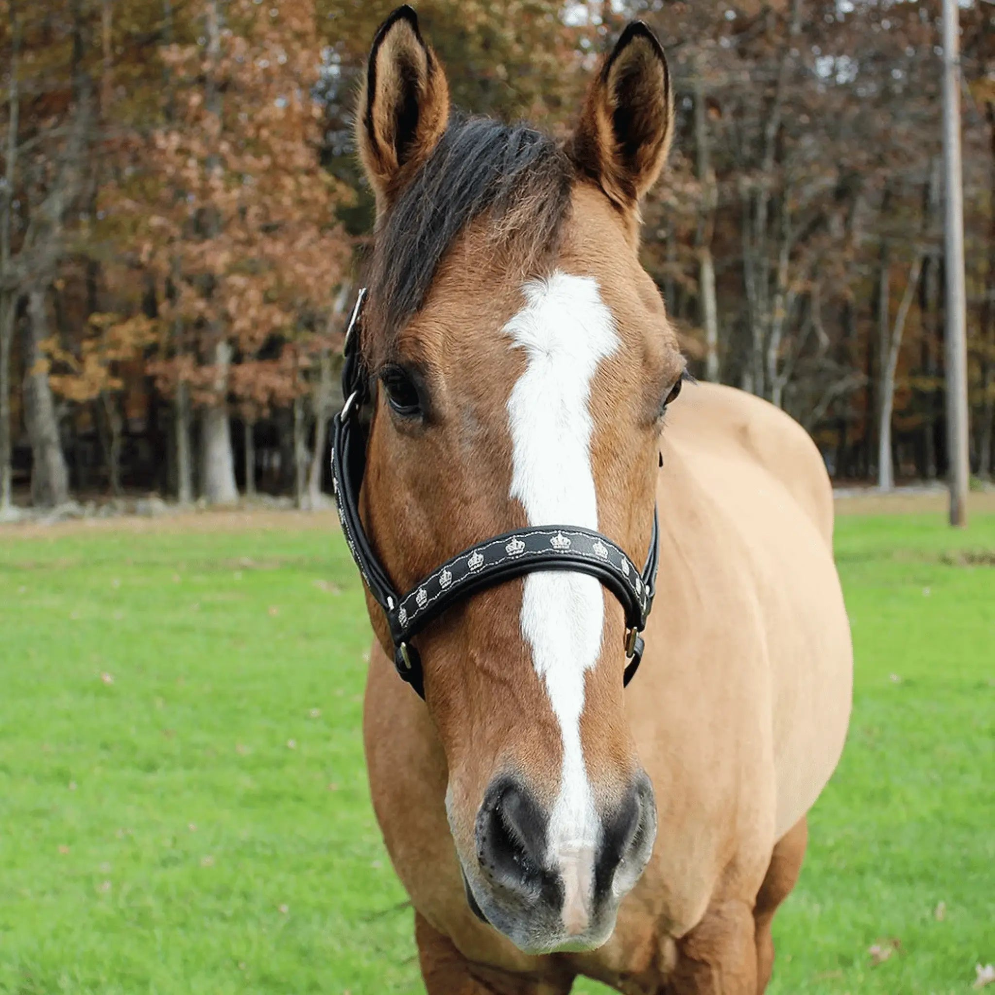 Brown horse with a white stripe on its face in a grassy field with trees in the background.