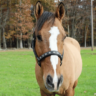 Brown horse with a white stripe on its face in a grassy field with trees in the background.