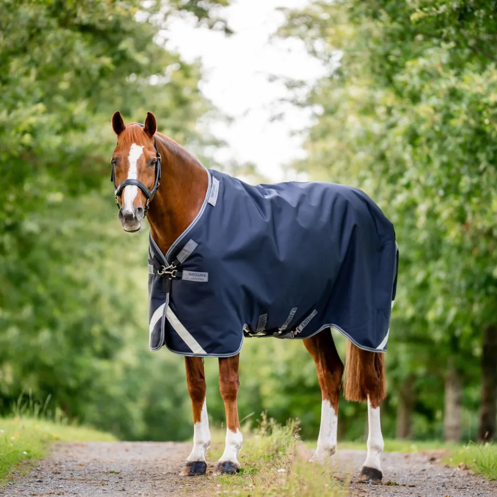 Horse wearing a blue rug standing on a path with greenery in the background.