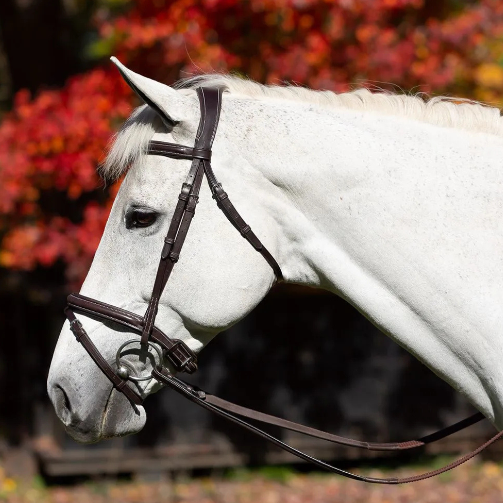 White horse wearing a bridle with a blurred autumn background.