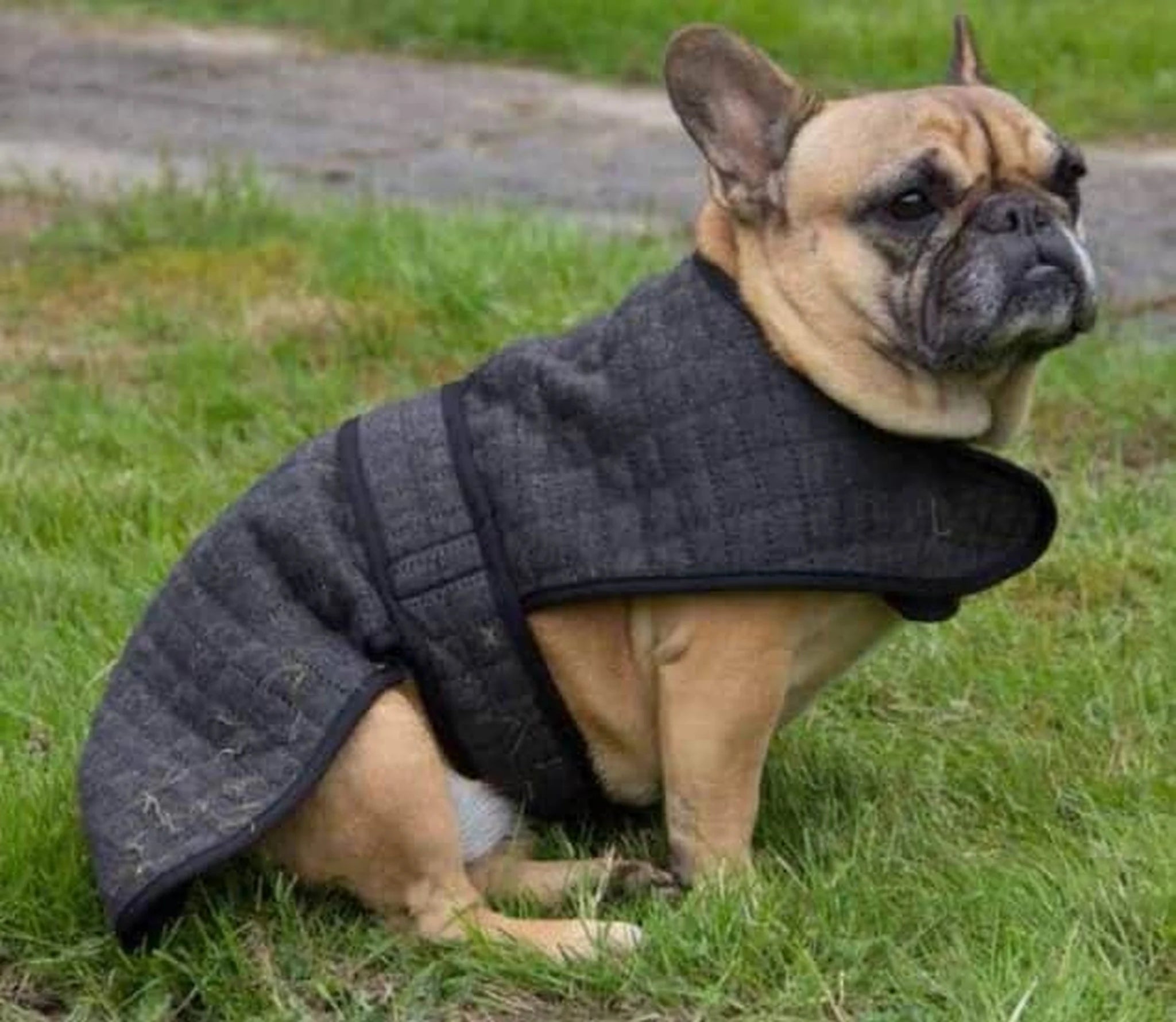 Catago Cooler Blanket for Dog product photo