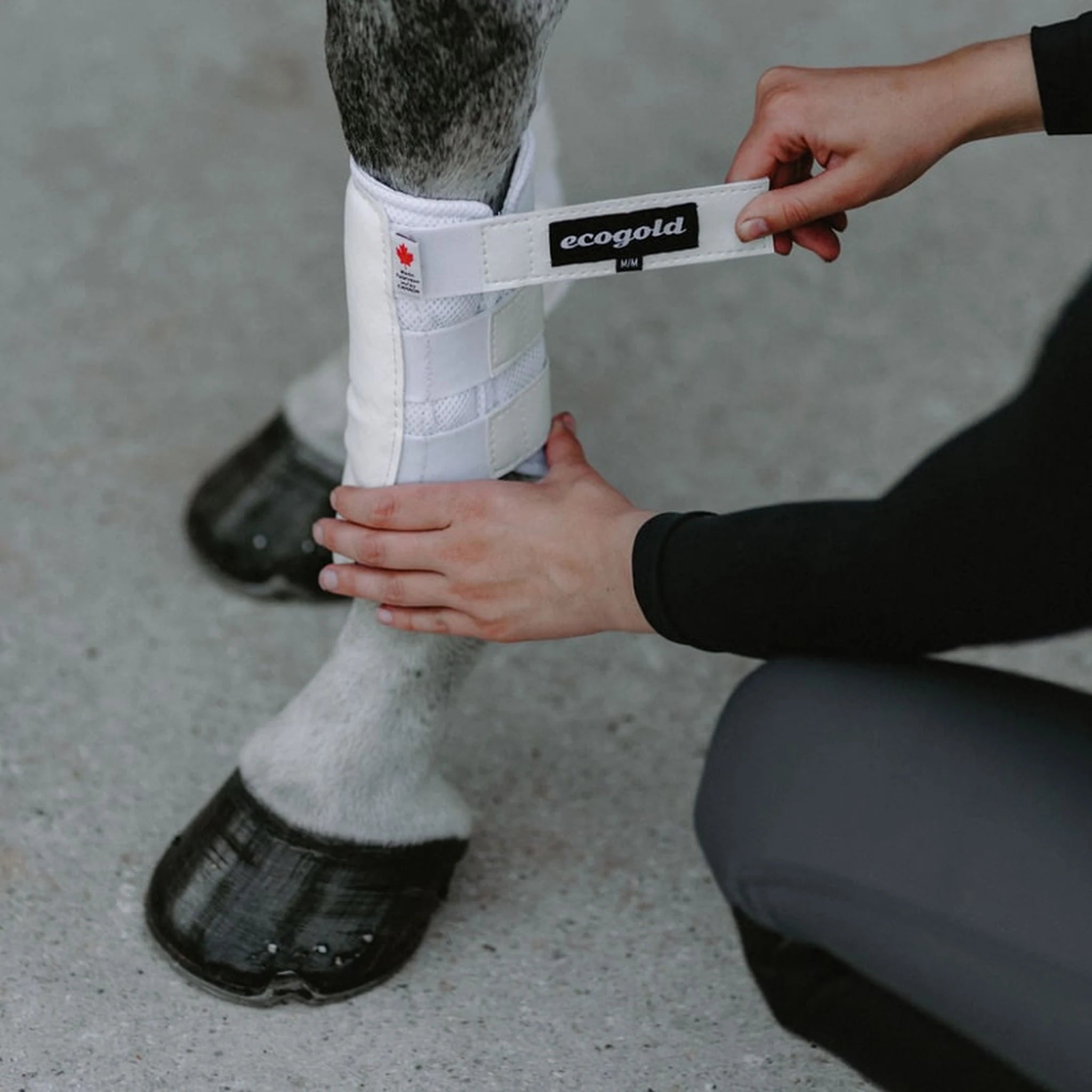 Ecogold Breathable Exercise Horse Boots
