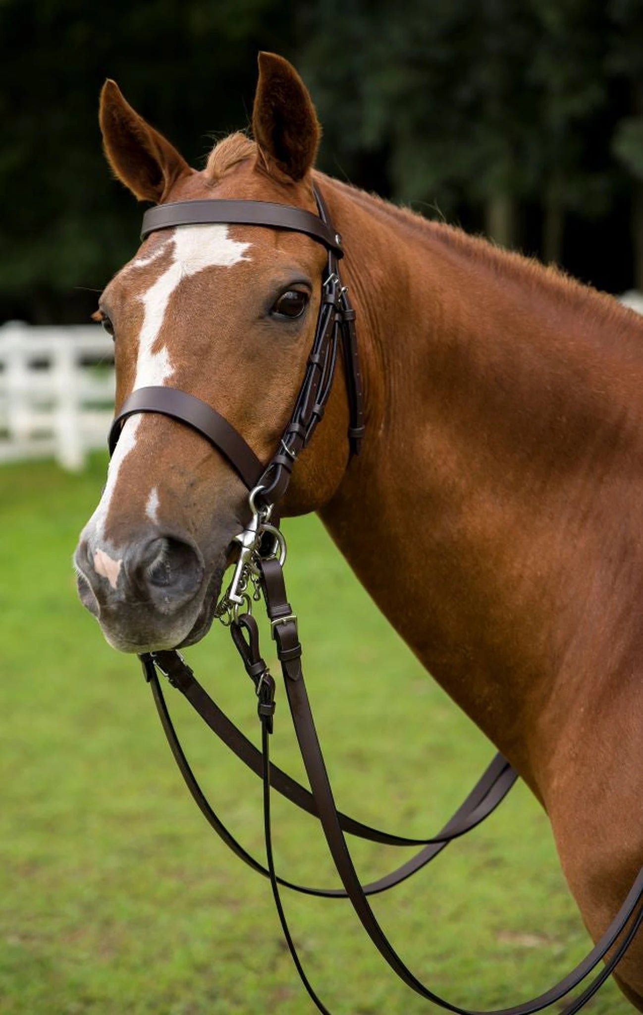 HENRI DE RIVEL POLO BRIDLE WITH DOUBLE REINS - Havana