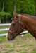 Henri de Rivel Pro Anatomical Bridle - Australian Nut
