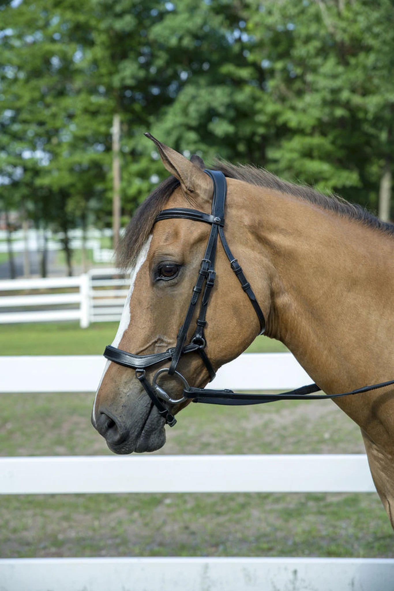 Henri de Rivel Pro Anatomical Bridle - Black