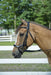 Henri de Rivel Pro Anatomical Bridle - Black