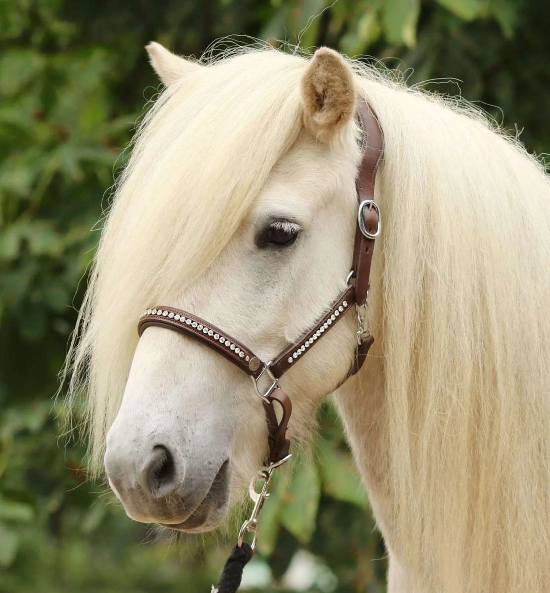 Hilbar Crown Diamond Leather Halter product photo