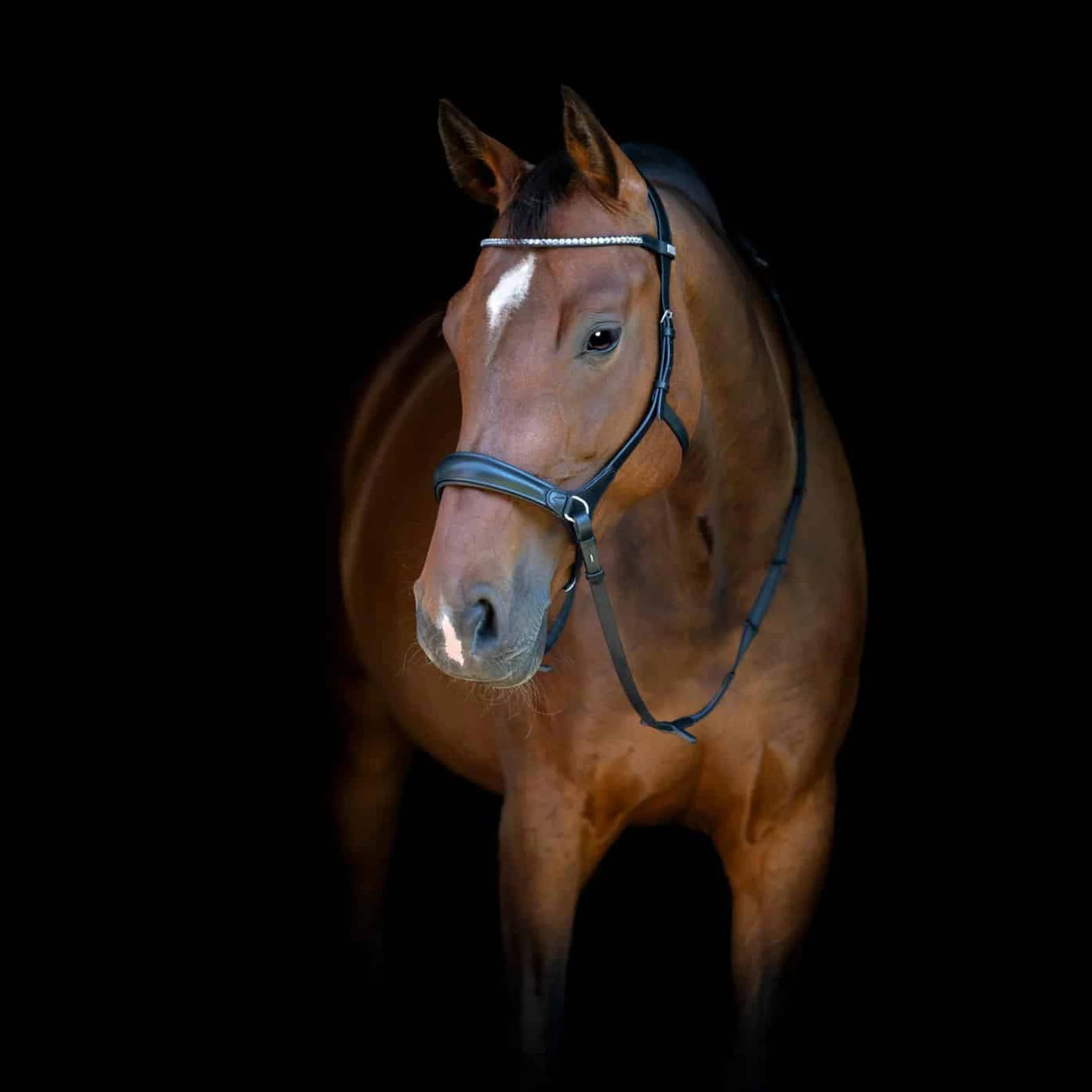 HorseGuard Bitless Bridle product photo