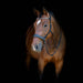 HorseGuard Bitless Bridle product photo