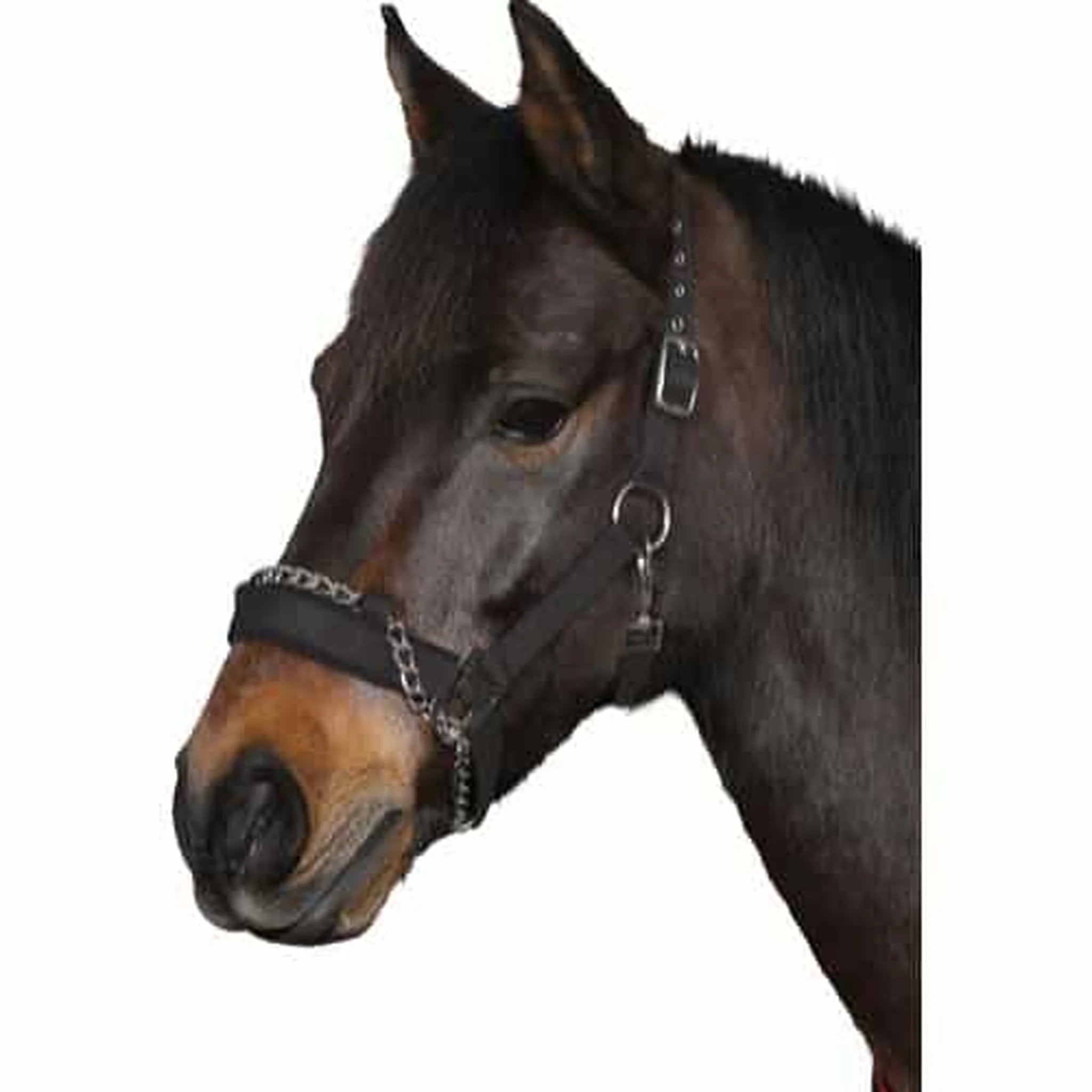 HorseGuard Halter with Chain product photo