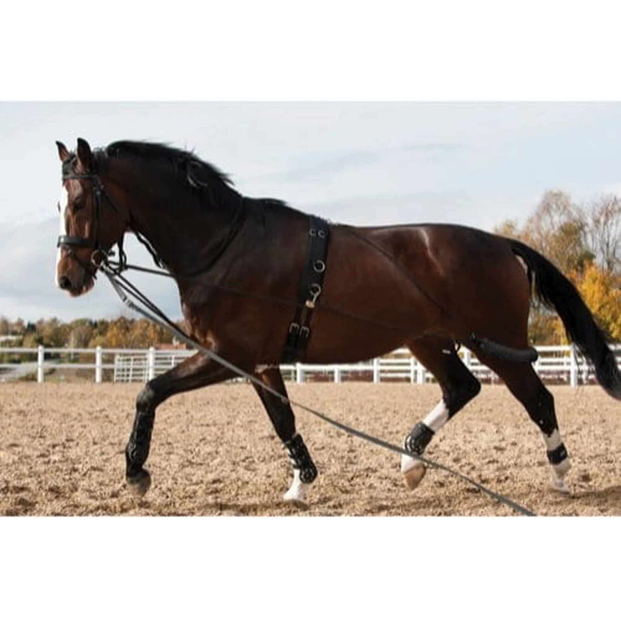 HorseGuard Lunging System product photo