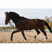 HorseGuard Lunging System product photo