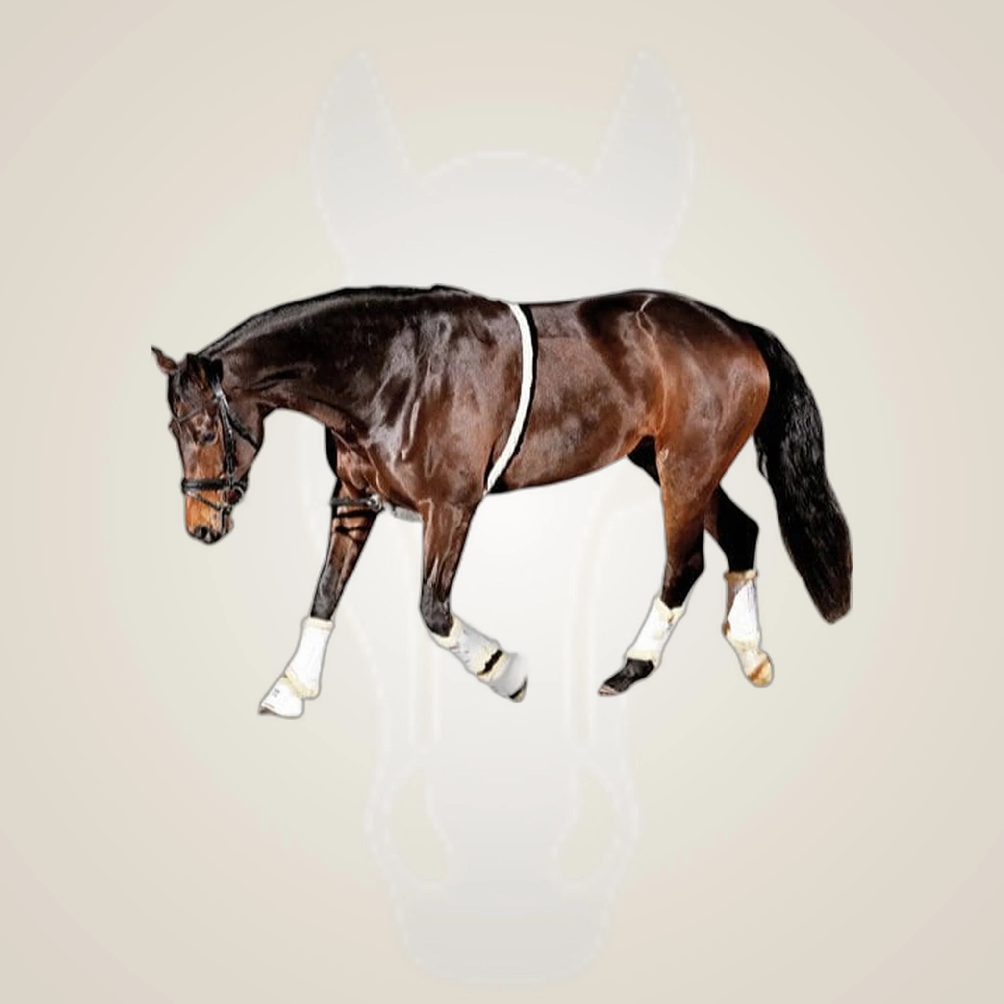 HorseGuard Soft Lunging Aid on One-Eyed Equine branded background