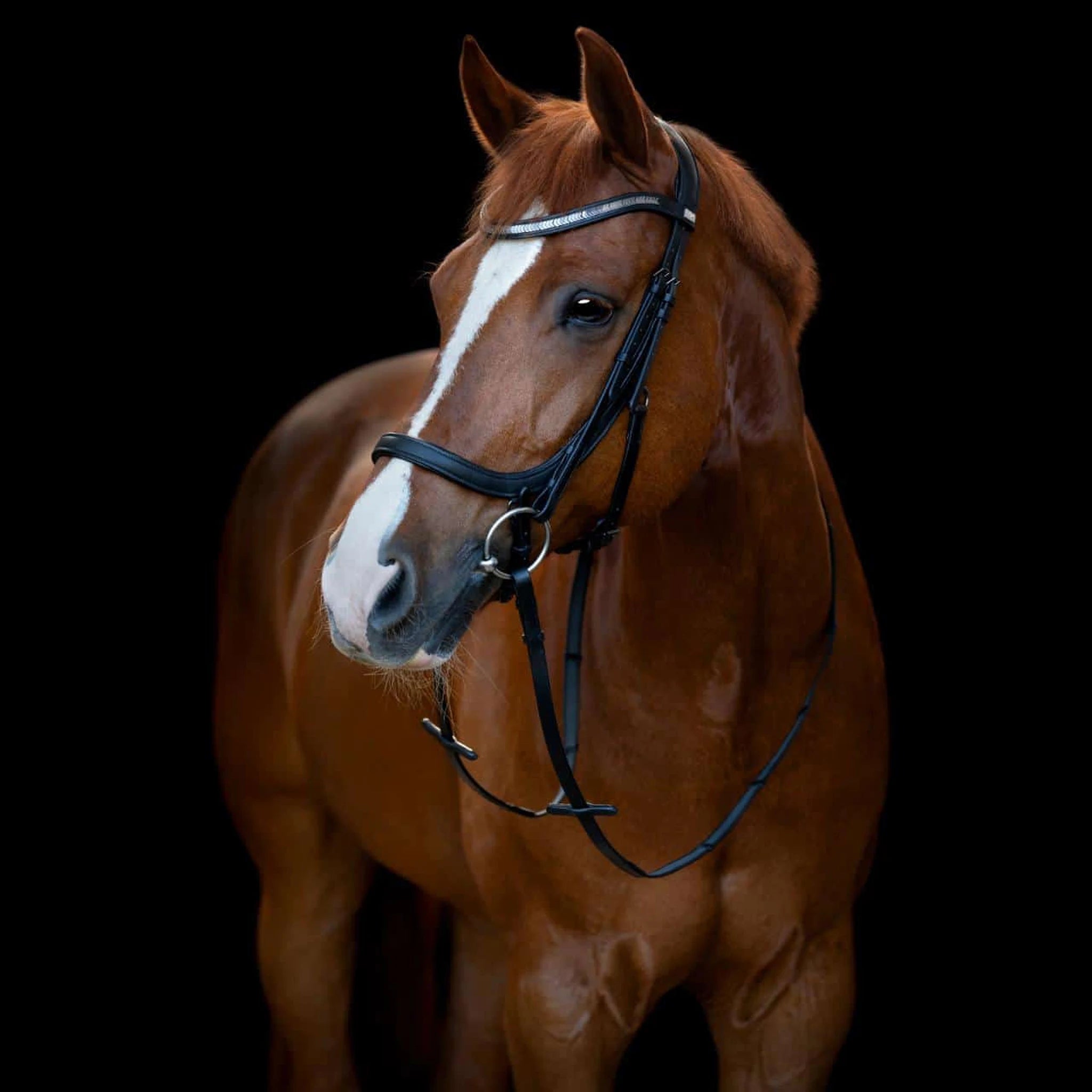 HorseGuard Tine Anatomical Bridle product photo