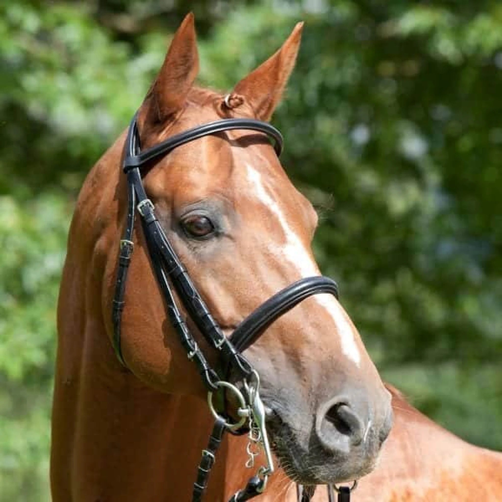 Kieffer Anja Beran Double Bridle product photo