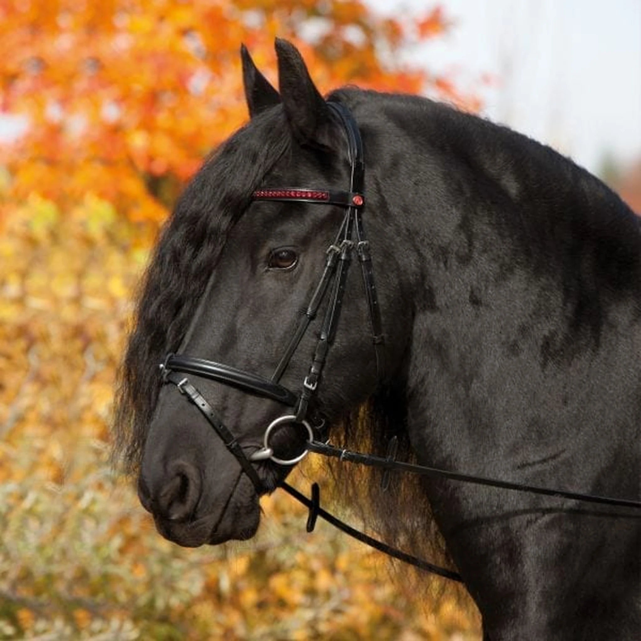 Kieffer Anja Beran Exclusive Snaffle Bridle product photo