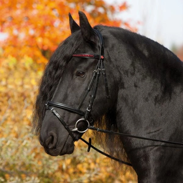Kieffer Anja Beran Exclusive Snaffle Bridle