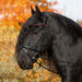 Kieffer Anja Beran Exclusive Snaffle Bridle product photo