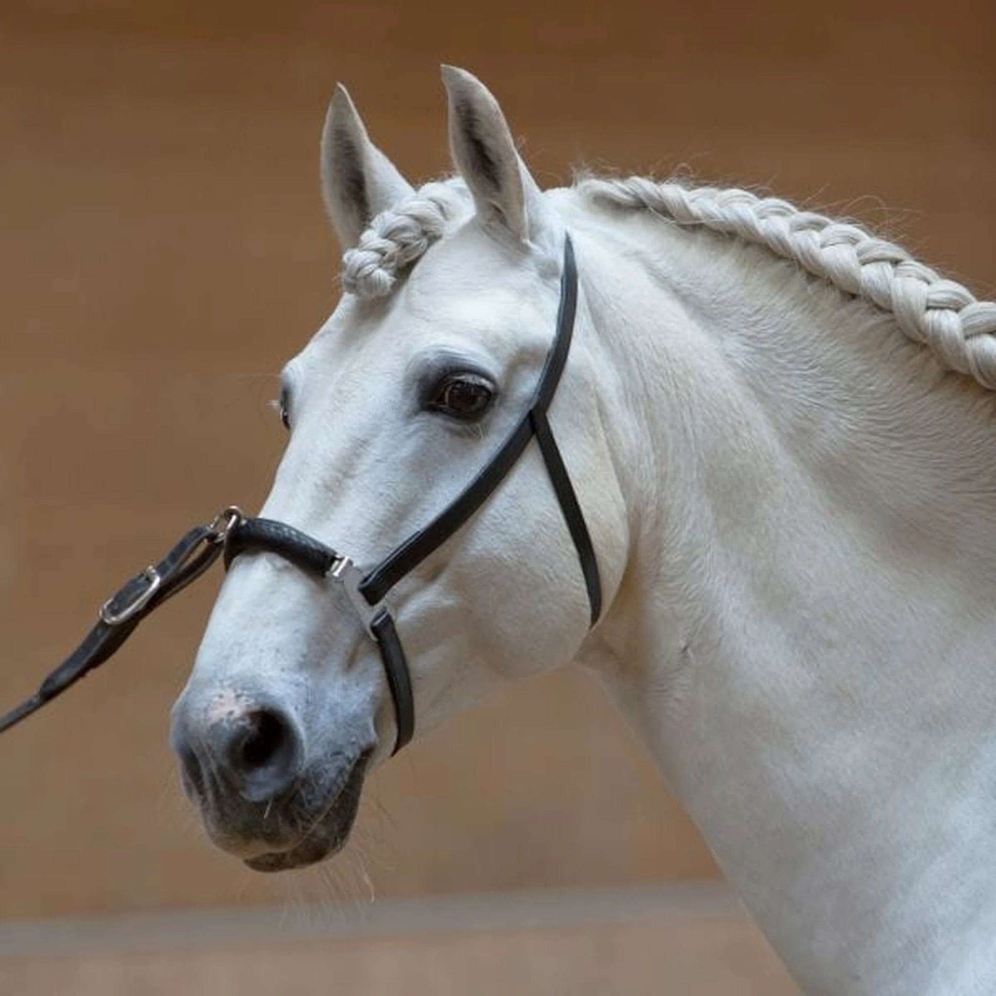 Kieffer Anja Beran Lunging Cavesson product photo