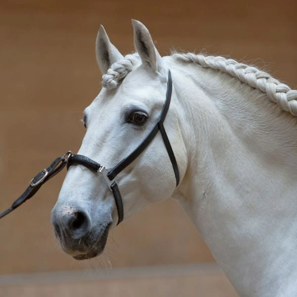 Kieffer Anja Beran Lunging Cavesson