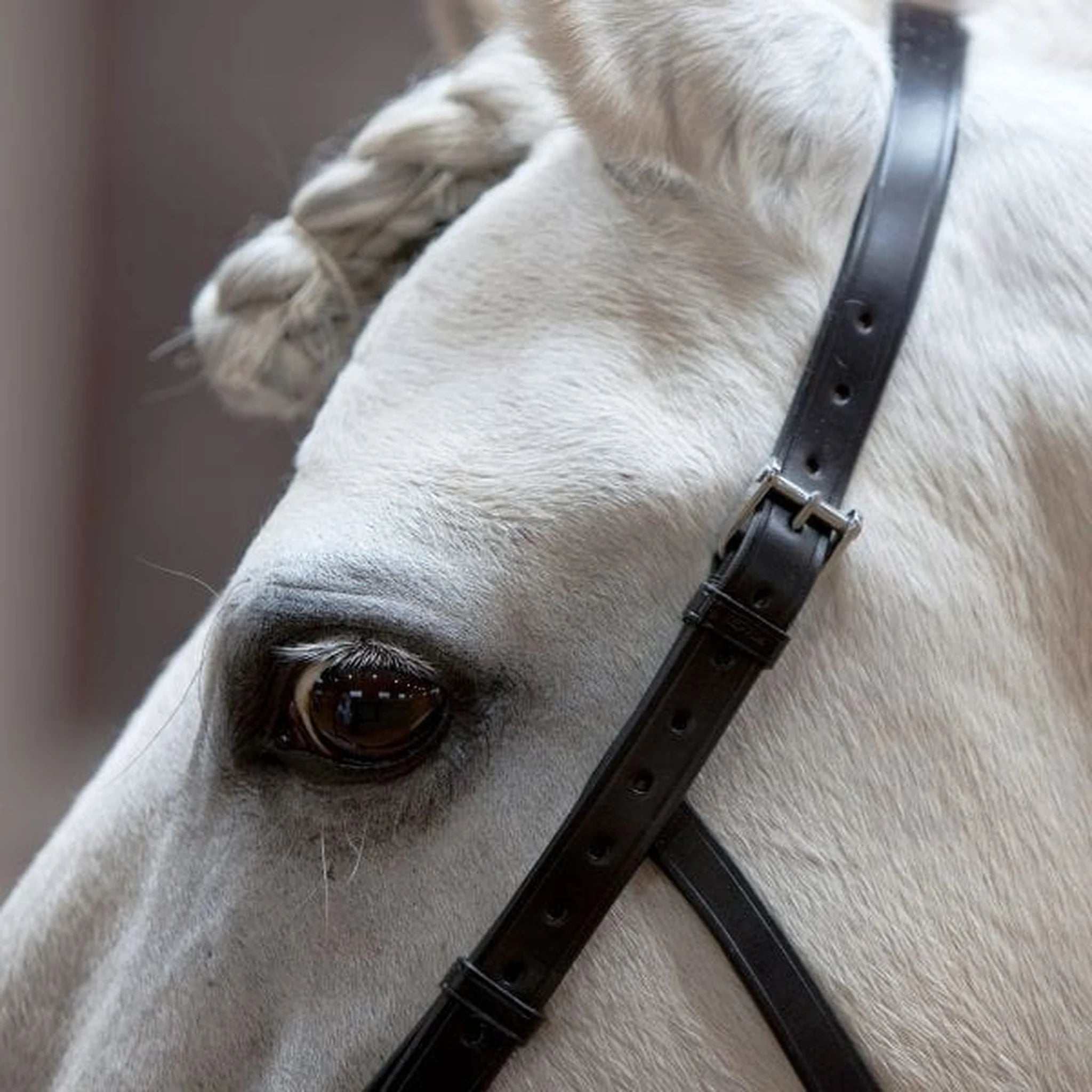 Kieffer Anja Beran Lunging Cavesson product photo