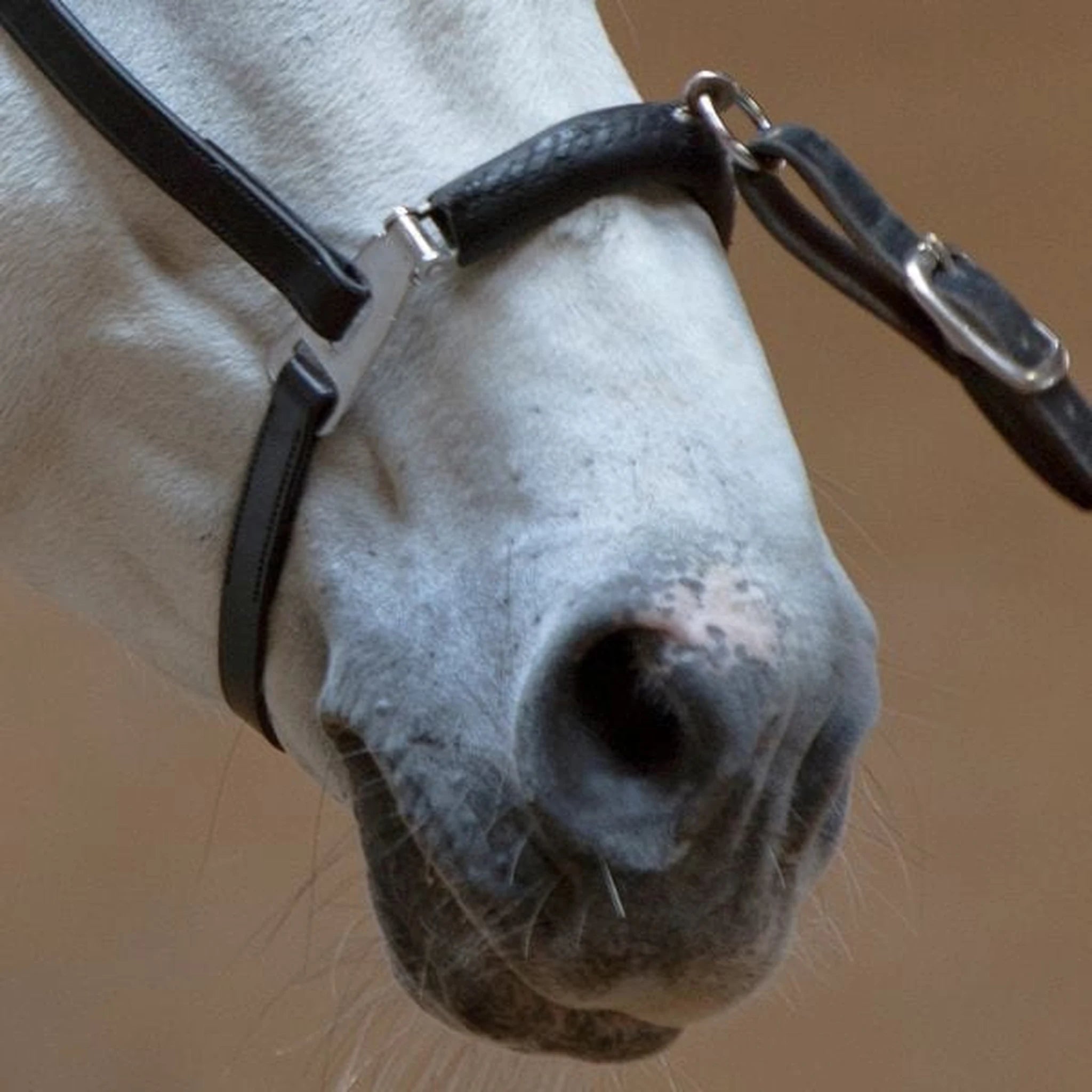 Kieffer Anja Beran Lunging Cavesson product photo