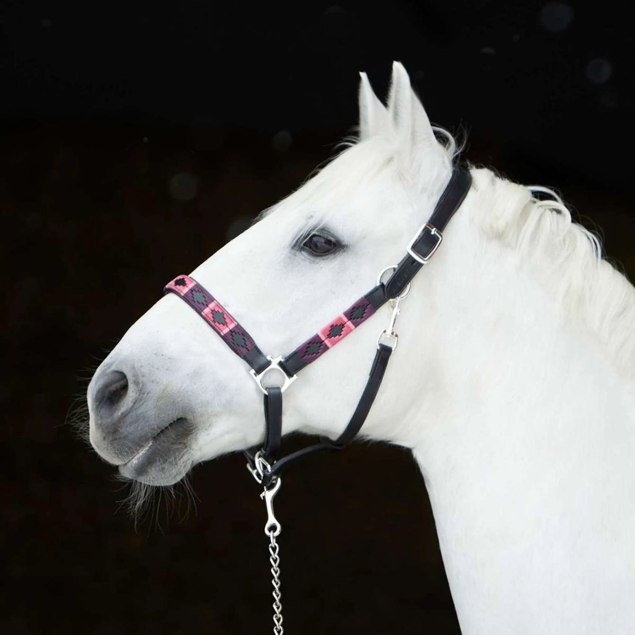 Kieffer Buenos Aires Leather Halter product photo
