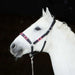 Kieffer Buenos Aires Leather Halter product photo