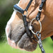 Kieffer Comfort Lyon Snaffle Bridle product photo