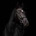 Kieffer Comfort Paris Snaffle Bridle product photo