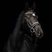 Kieffer Comfort Paris Snaffle Bridle product photo