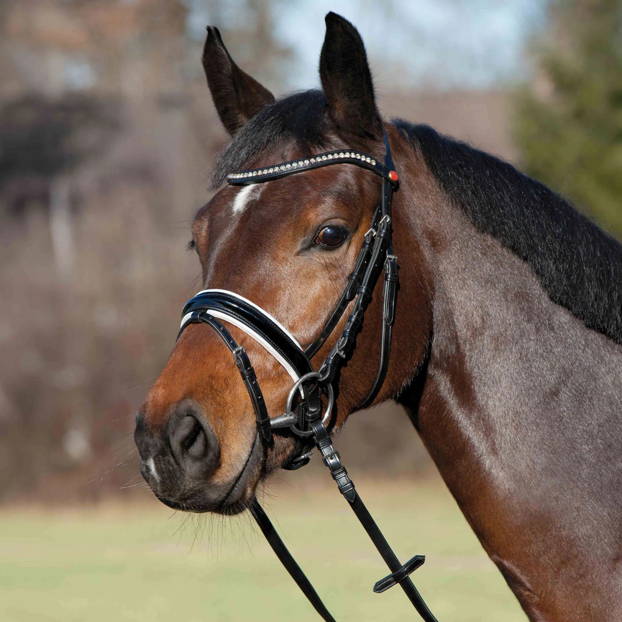 Kieffer Comfort Young Profi pony bridle worn by a bay pony outdoors.
