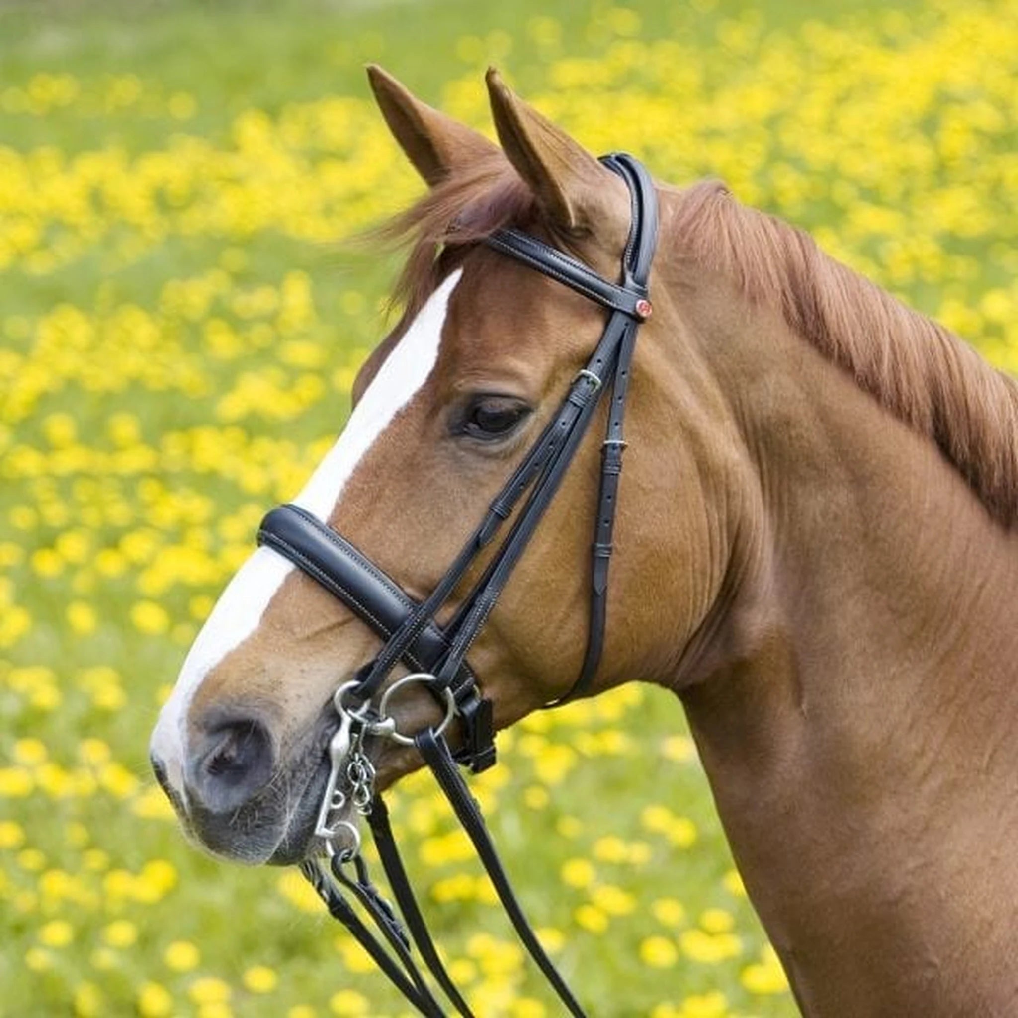 Kieffer Ergonomic Line II Double Bridle product photo