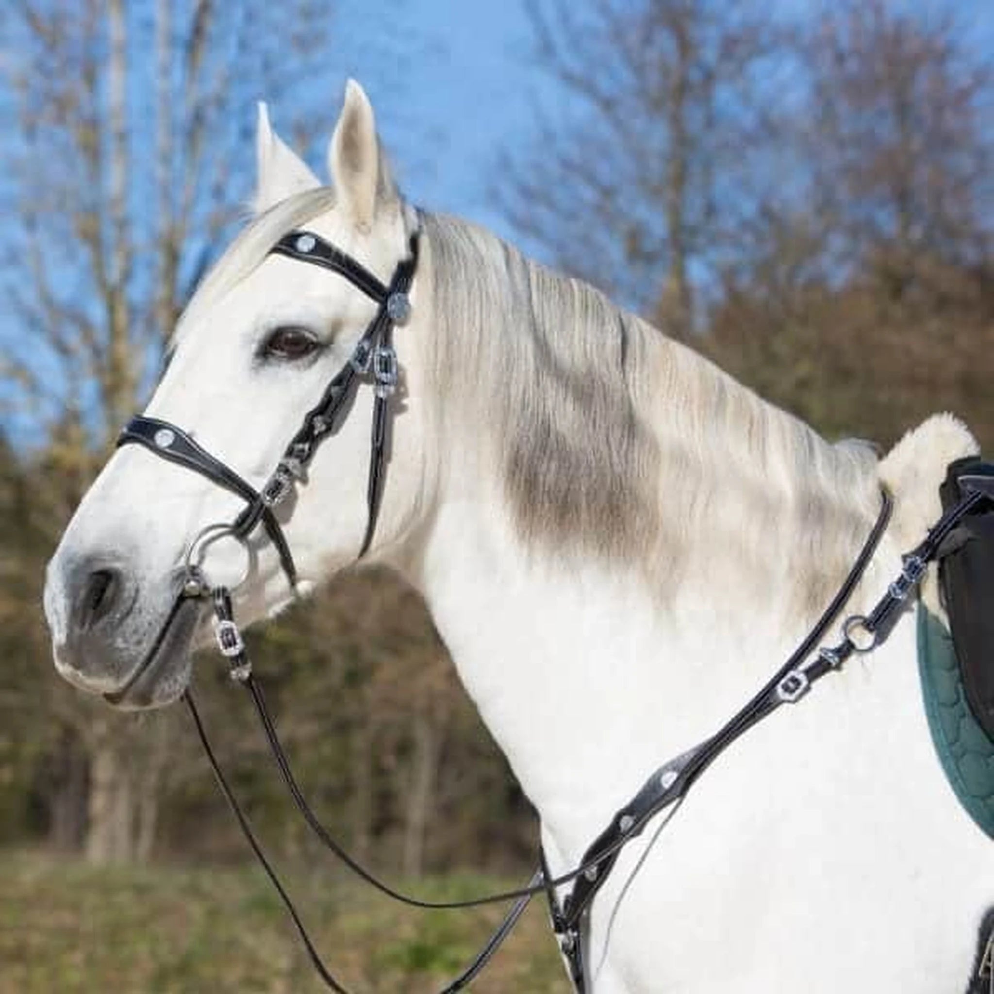 Kieffer Isabella breastplate and bridle worn by a grey horse.