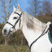 Kieffer Isabella breastplate and bridle worn by a grey horse.